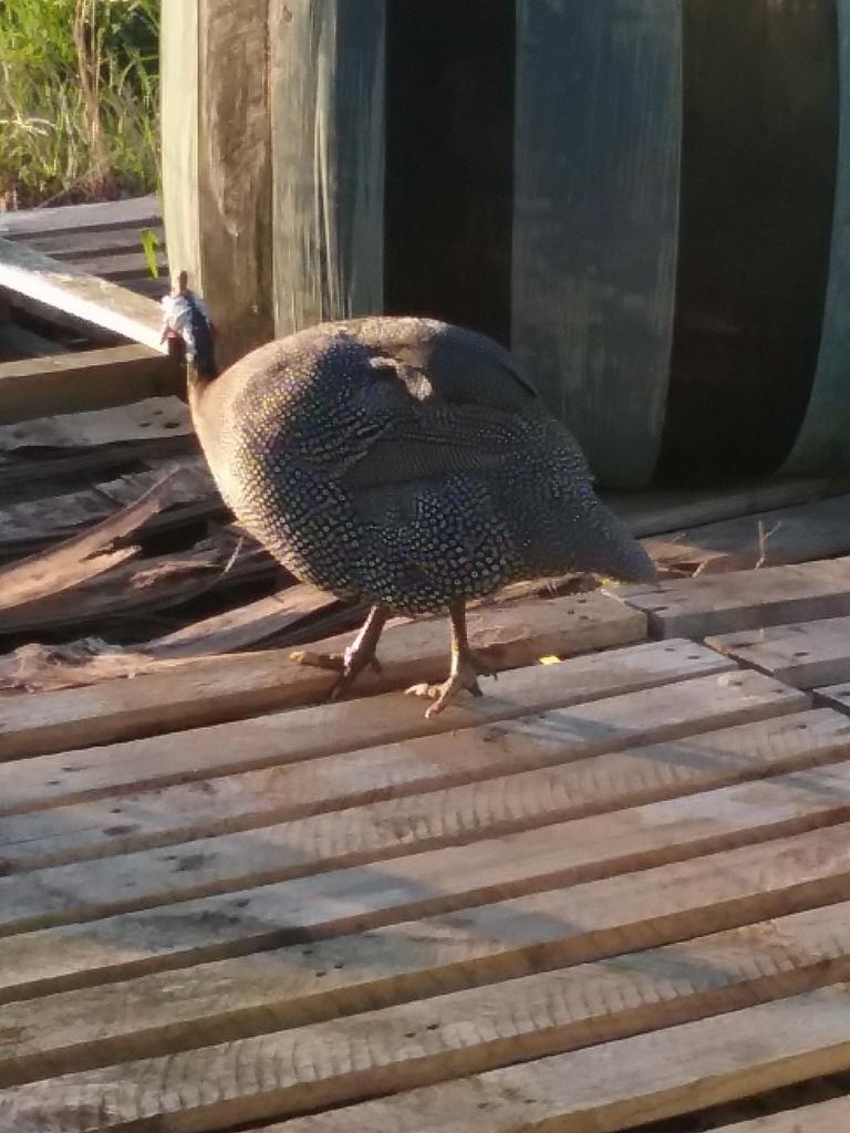 Parelhoender broedeieren, Dieren en Toebehoren, Pluimvee, Geslacht onbekend, Kip