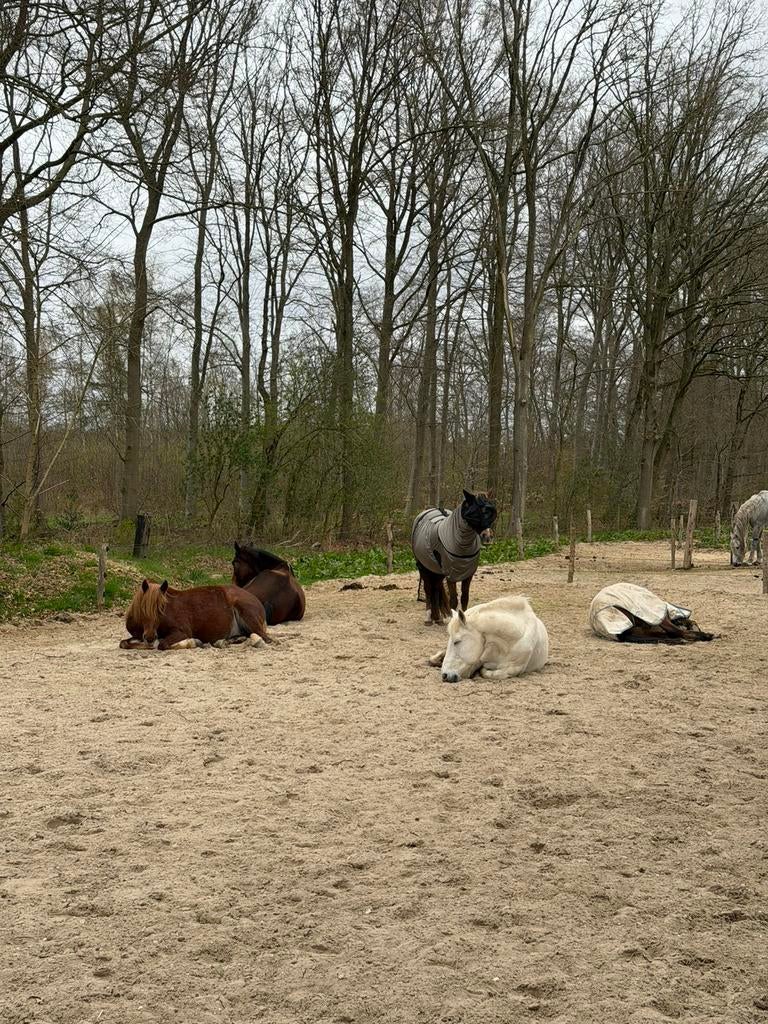 GEZOCHT: Schuur / woonhuis met weiland, Weidegang, 4 paarden of pony's of meer