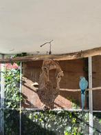 Halsband parkiet pop split opaline, Vrouwelijk, Parkiet