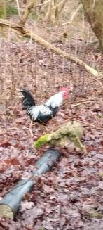 Gratis hanen, Mannelijk, Kip