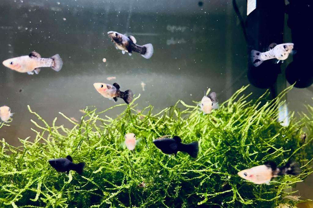 Molly (Mix), Dieren en Toebehoren, Vis, Zoetwatervis, Schoolvis