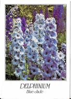 Ansichtkaart	Delphinium	Blue Jade, Verzenden, 1980 tot heden, Gelopen, Natuur
