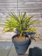 Palmboom., Ophalen, Overige soorten, Volle zon