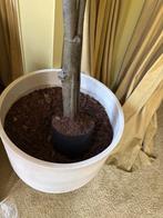 Grote ronde bloempot, Overige materialen, Gebruikt, 40 cm of meer, Rond