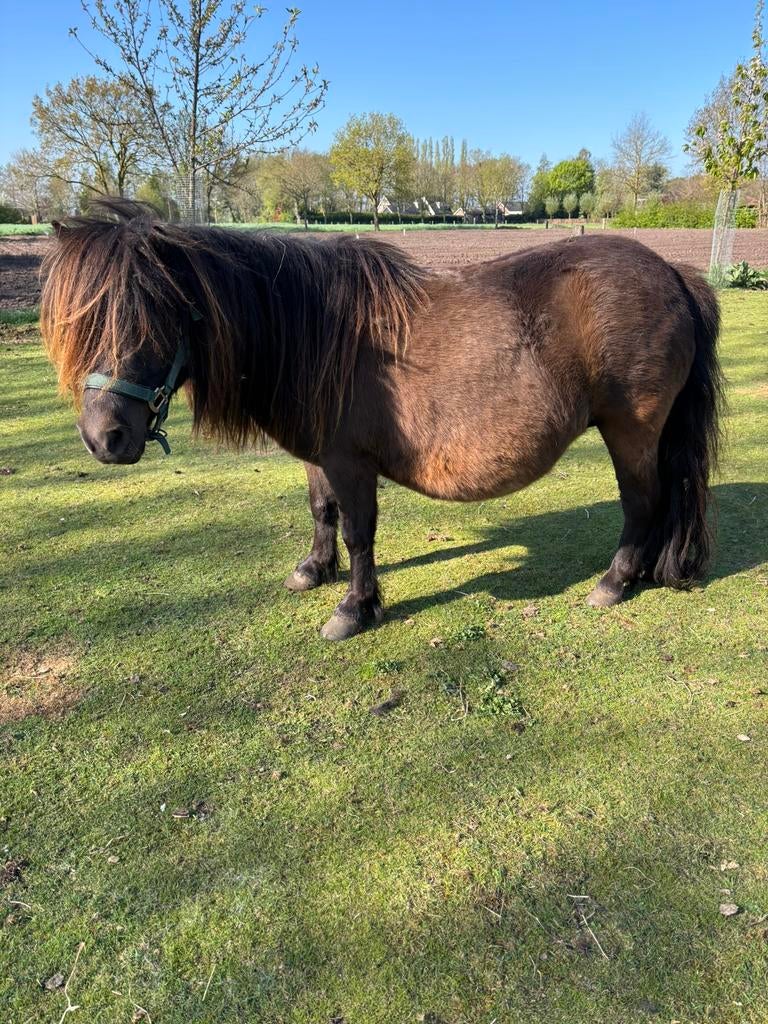 Shetland pony’s te koop, Merrie, A pony (tot 1.17m), Ingeënt, 0 tot 2 jaar