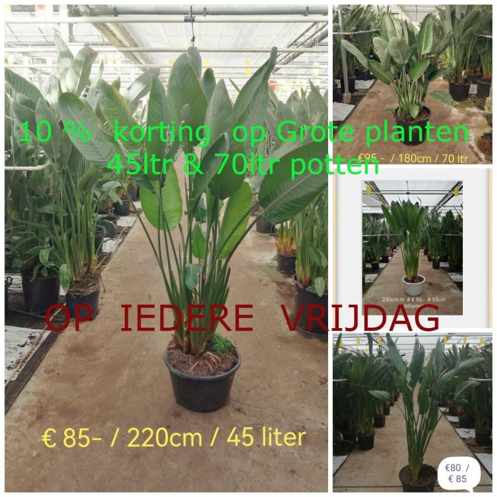 Strelitzia Reginae Grote Kamerplant  10% korting -tot 1 Mei, Huis en Inrichting, Ophalen, Overige soorten, Halfschaduw, 200 cm of meer