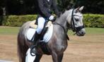 Super leuke Welsh a merrie met papieren, Dieren en Toebehoren, Pony's, Merrie, Met stamboom, A pony (tot 1.17m), L