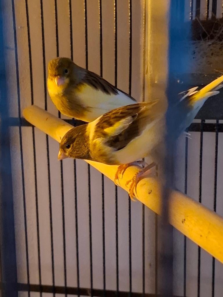 Mooie bonte kanaries, Dieren en Toebehoren, Vogels | Kanaries, Meerdere dieren, Kleurkanarie