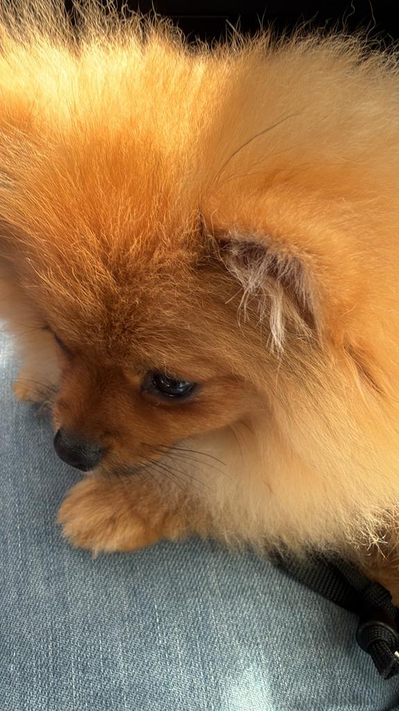Gezocht: Oppas voor Pomeriaan teefje, Dieren en Toebehoren, Honden | Chihuahua's en Gezelschapshonden, 15 weken tot 1 jaar, Teef
