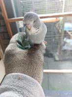 BABY'S ENGELSE PARKIETEN TAM TE KOOP, Meerdere dieren, Parkiet, Tam