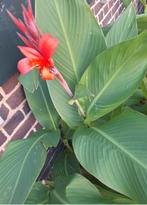 Canna bloemknollen bollen rood jong klein, Ophalen of Verzenden, Voorjaar, Volle zon, Knol