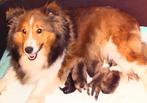 Sheltie Pups, Sheltie Welpen, Shetland Sheepdog, Sheepdog, Particulier, 8 tot 15 weken, Buitenland