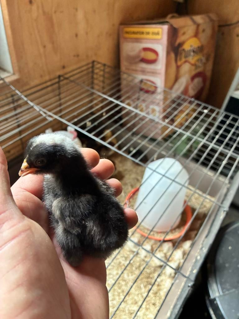 Kuikentjes Barnevelder en Amrock, Meerdere dieren, Kip