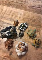 Leuke schildpadden te kopp, Ophalen of Verzenden