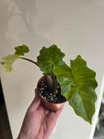 Alocasia Portadora, Ophalen of Verzenden, Overige soorten, Volle zon