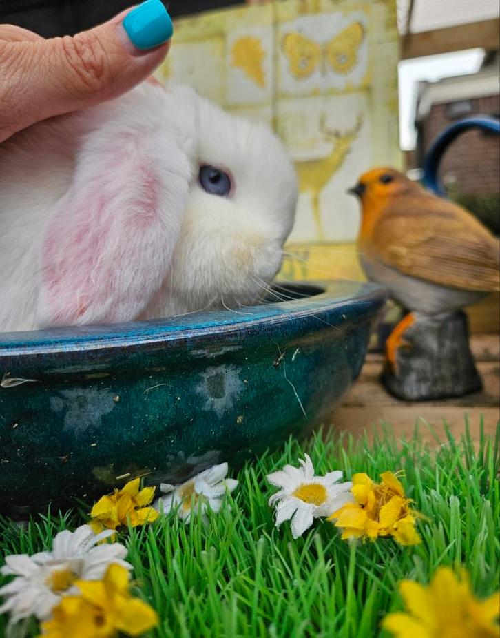 Lieve minilop dame prachtige witte blauwoog, Dieren en Toebehoren, Konijnen, Dwerg, Vrouwelijk, Hangoor