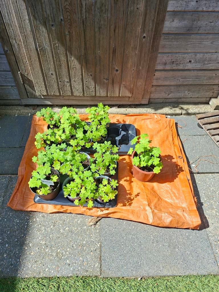 geraniums, Tuin en Terras, Planten | Tuinplanten, Ophalen, Overige soorten, Volle zon