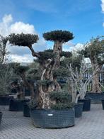 Olea europaea pompon, Ophalen, Volle zon, Olijfboom, 250 tot 400 cm