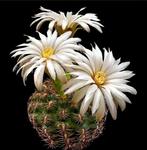 cactus - Gymnocalycium mesopotamicum, Ophalen of Verzenden, Cactus, Volle zon, Minder dan 100 cm