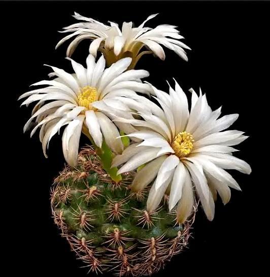 cactus - Gymnocalycium mesopotamicum, Huis en Inrichting, Kamerplanten, Cactus, Minder dan 100 cm, Volle zon, Ophalen of Verzenden