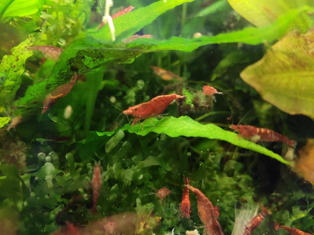 Red Cherry Vuurgarnalen, Dieren en Toebehoren, Kreeft, Krab of Garnaal, Zoetwatervis, Schoolvis