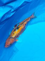 Grote japanse koi 55 a 60 cm, Karper of Koi