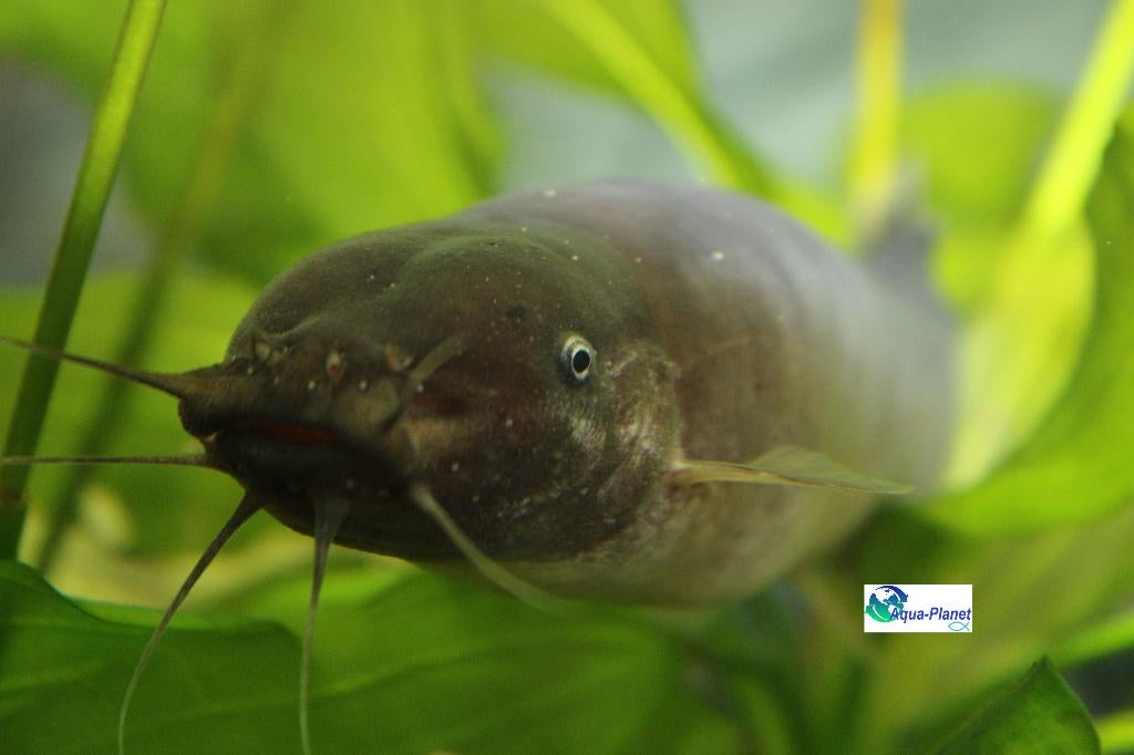 Siddermeerval, Dieren en Toebehoren, Vissen | Aquariumvissen, Vis, Zoetwatervis