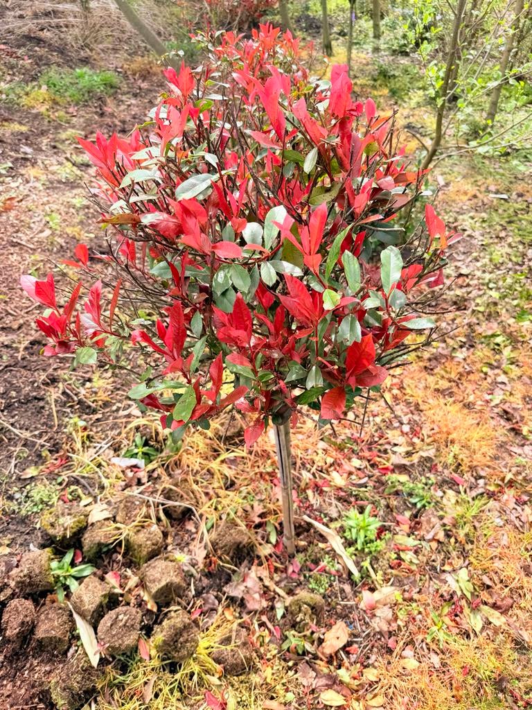Verschillende bomen en planten, Volle zon, Ophalen of Verzenden, Lente, Dakboom