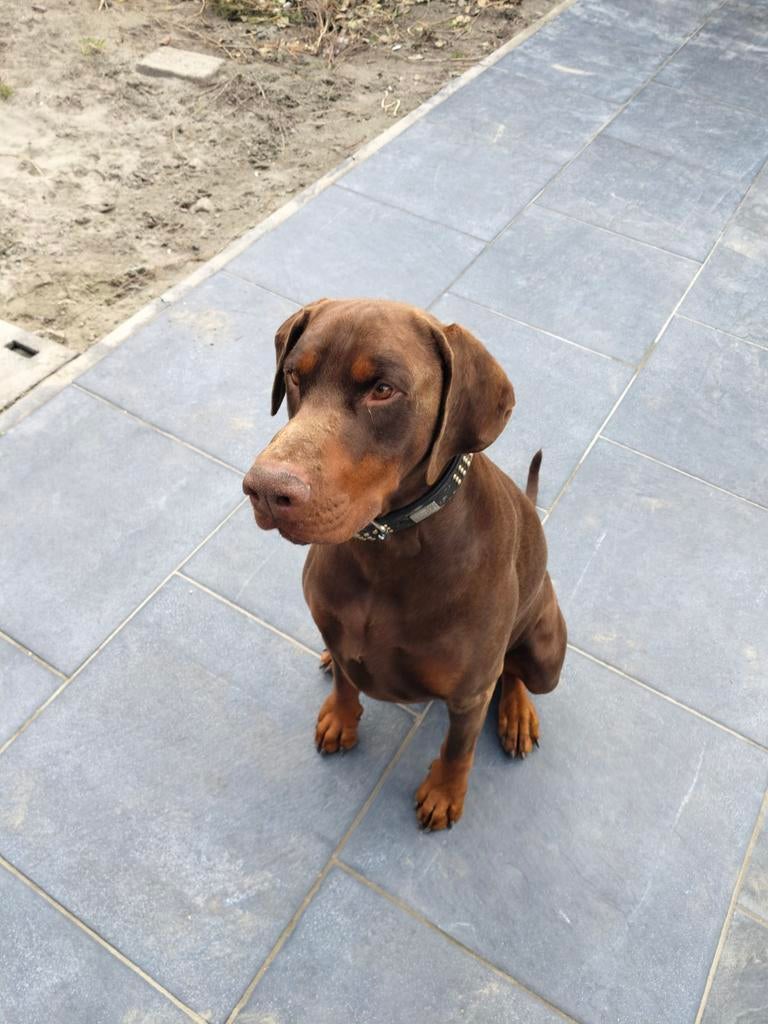 Dekreu Red en Tan zacht karakter showline, Dieren en Toebehoren, Reu, Eén hond, 3 tot 5 jaar, Nederland