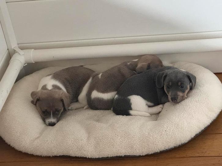 Prachtige Jack Russell Pups, Dieren en Toebehoren, Honden | Jack Russells en Terriërs, Reu, Jack Russell Terriër, Particulier