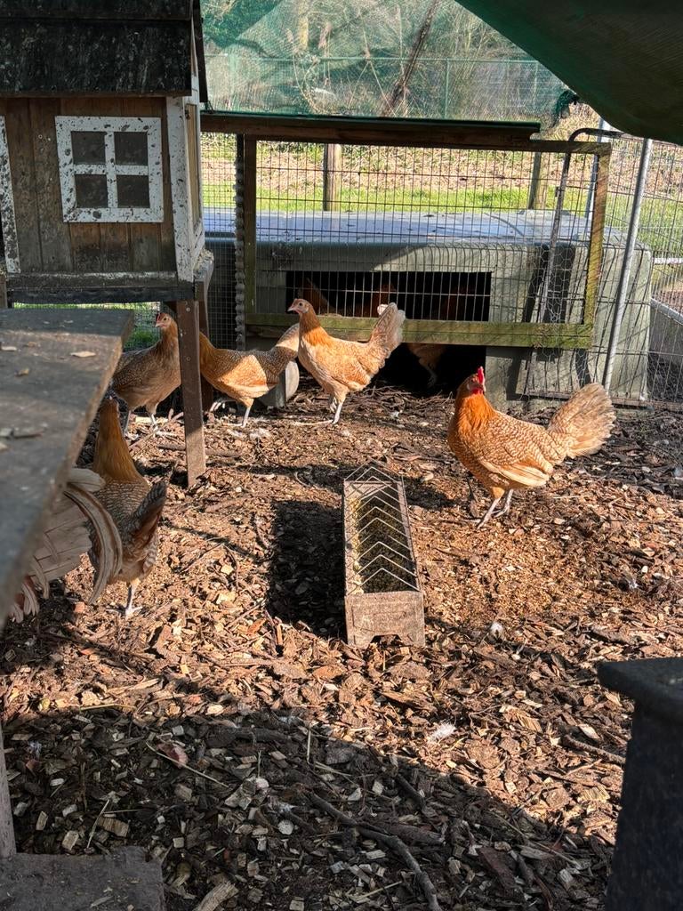 Friese hoen kippen te koop, Dieren en Toebehoren, Vrouwelijk, Kip