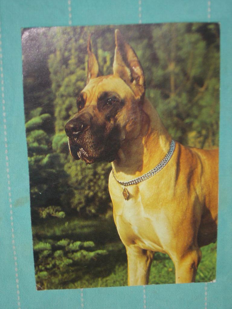 22) Kleuren ansichtkaart  Hond, Ophalen of Verzenden, 1980 tot heden, Gelopen, Hond of Kat