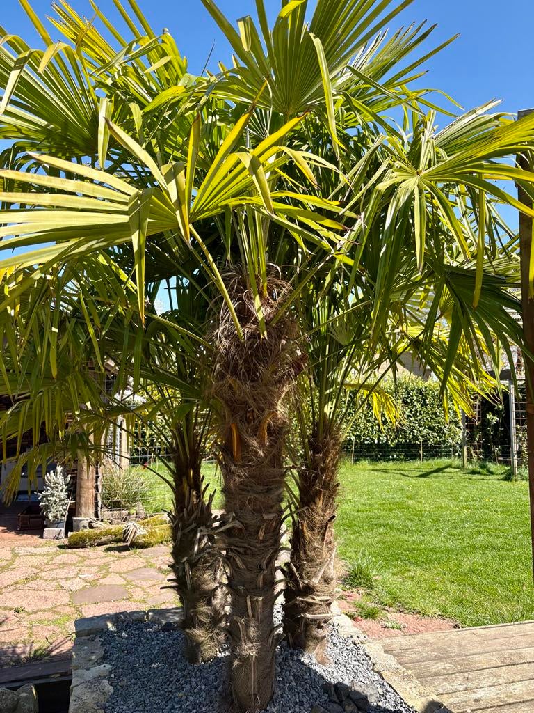 2x meerstammige Chinese Waaierpalm 2 a 2,6 mtr, 100 tot 250 cm, Zomer, Palmboom, Ophalen