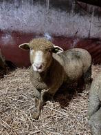 poll dorset fokrammen, Dieren en Toebehoren, Mannelijk, Schaap, 0 tot 2 jaar