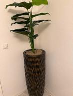 Vaas, Ophalen, Zo goed als nieuw