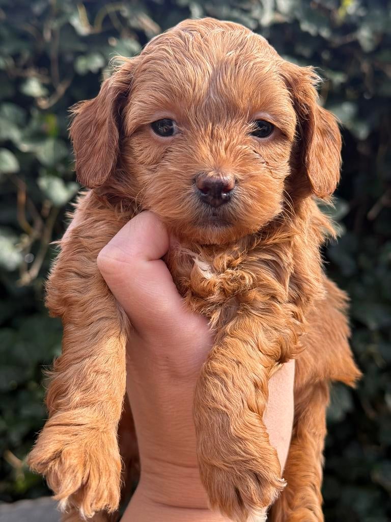 Mini doodle pups  mini labradoodle pups, Parvo, Overige rassen, 8 tot 15 weken, Meerdere