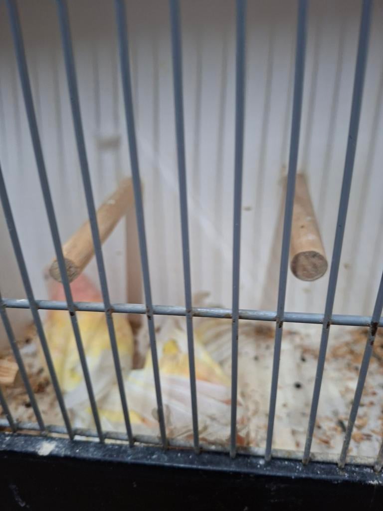 2 koppels lutino bourks, Dieren en Toebehoren, Meerdere dieren, Parkiet