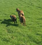 Schaap schapen ruischaap lam lammeren lammetjes maasduinen, Dieren en Toebehoren, Schapen, Geiten en Varkens, Vrouwelijk, Schaap
