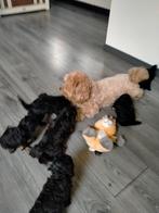 Maltipoo pups, Overige rassen, 8 tot 15 weken, Meerdere, Meerdere dieren