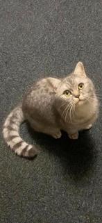 Britse korthaar silver tabby poes, Poes, Ontwormd, 0 tot 2 jaar