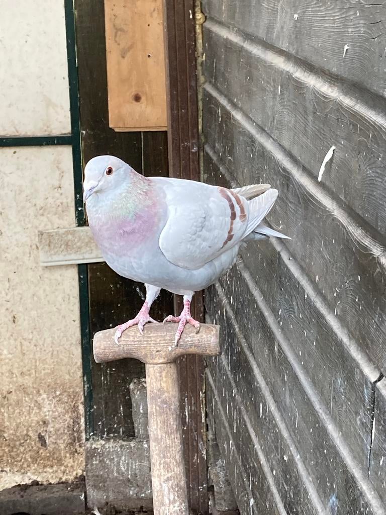 Postduiven, Dieren en Toebehoren, Vogels | Duiven, Meerdere dieren, Postduif