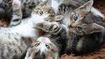 KITTEN GEZOCHT, Geslacht onbekend, Kortharig, 0 tot 2 jaar