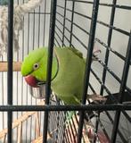 Voor onze lieve Kiwi zijn we op zoek naar een nieuwe huisje., Dieren en Toebehoren, Mannelijk, Parkiet, Tam