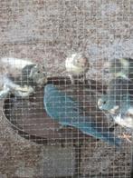 Mooie kakariki's. Verschillende kleuren, Dieren en Toebehoren, Meerdere dieren, Parkiet