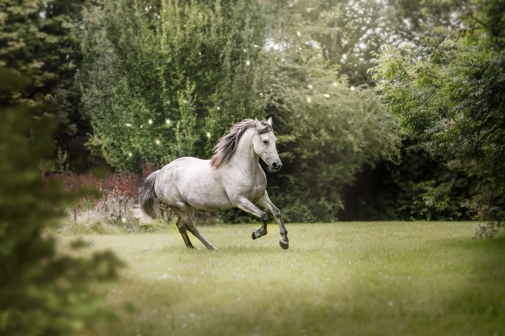 Bijrijder gezocht Wervershoof/ medemblik, Dieren en Toebehoren, Ophalen of Verzenden