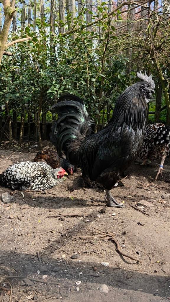 Ayam Cemani en Poule de Bresse fibro kip, Dieren en Toebehoren, Pluimvee, Meerdere dieren, Kip