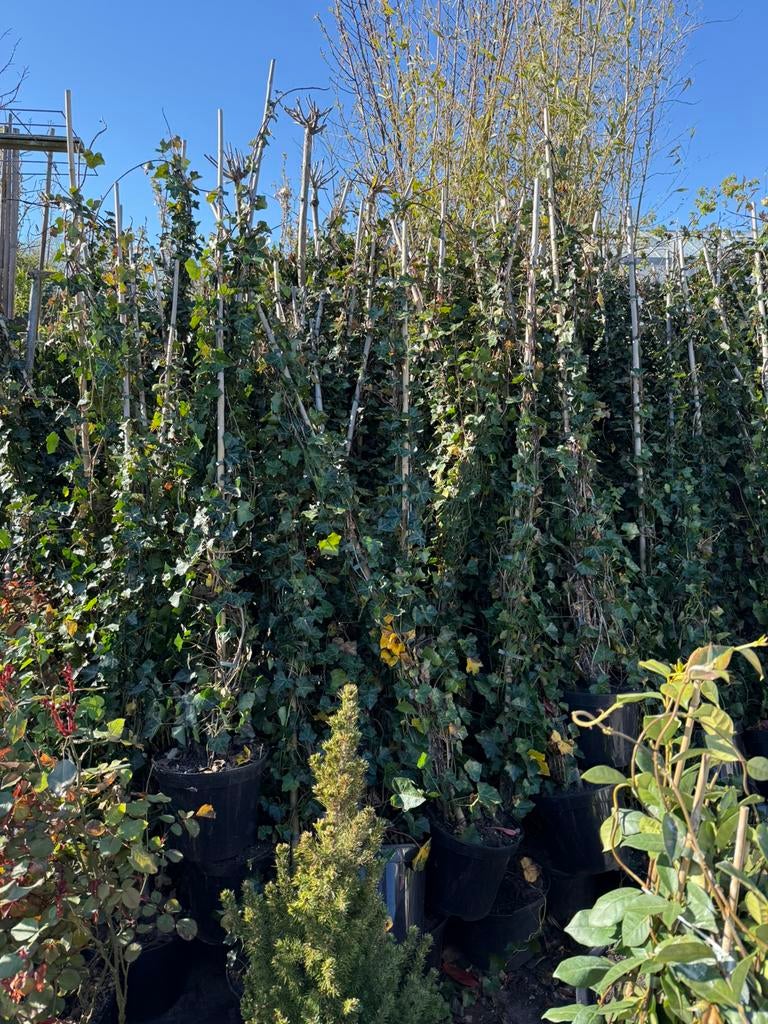 Hedera super groot225 +3 pm bent u dicht gaat nu snel 9,95, Ophalen, Vaste plant, Bloeit niet, Halfschaduw