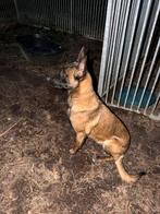 Mechelse herder - Teef, 15 weken tot 1 jaar, Teef, Parvo, Eén hond