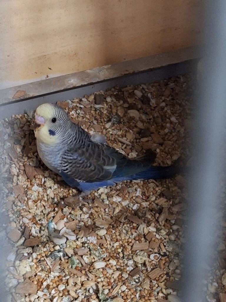3 jonge grasparkieten, Dieren en Toebehoren, Vogels | Parkieten en Papegaaien, Meerdere dieren, Parkiet
