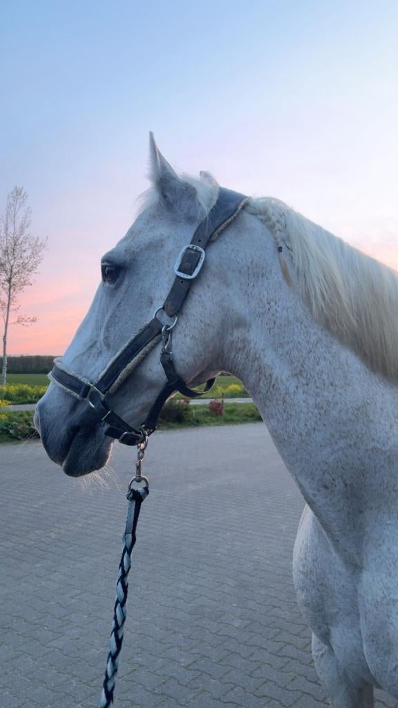 Paard aangeboden voor volledige lease Ewijk/Beuningen, Verzorging of Verzorgpony's